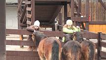 Desítky lidí využily možnosti navštívit královédvorskou Zoo i na Štědrý den. 