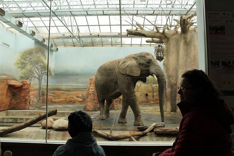 Desítky lidí využily možnosti navštívit královédvorskou Zoo i na Štědrý den. 