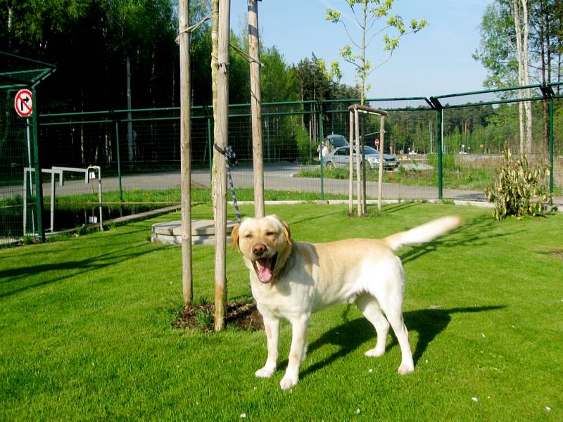 Labradorský retriever: jméno: Arny, pohlaví: pes, věk: 3 roky, barva: plavá, velikost v kohoutku 55 cm. Pro svůj vzhled a přátelskou povahu patří k nejoblíbenějším psům. Jeho osvojitel musí být i fyzicky zdatný. Při chovu venku, potřebuje zateplenou boudu