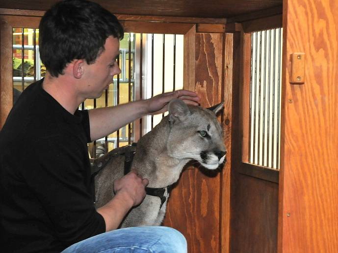 Matka puma příliš nesouhlasila s humbukem kolem svých mláďat