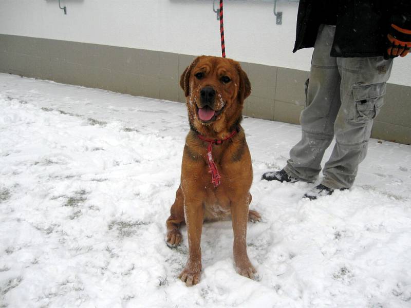 Kříženec rotvajlera, jméno: Tereza, pohlaví: fena, věk: 1 rok, barva: rezatohnědá, velikost v kohoutku: 55cm. Temperamentní a hravá kříženka rotvajlera, vhodná  k procházkám a na zahradu s oplocením a kotcem, nebo místností, kde počká na majitele. Má bázl