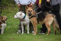 Tři desítky psů se utkaly v Hradci Králové o nej voříška. Nechyběly ani ukázky práce služebního psa.