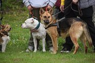 Tři desítky psů se utkaly v Hradci Králové o nej voříška. Nechyběly ani ukázky práce služebního psa.