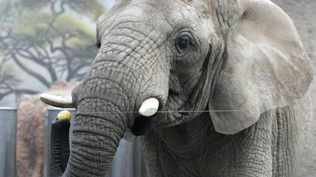 Volby slonic v královédvorské zoologické zahradě.