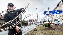 Sázení stromů v Hradci Králové.