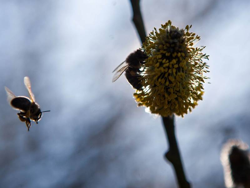 Včelí život v jarním období.