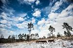 V lokalitě Plachta na okraji Hradce Králové vypustili 20. ledna čtyři divoké exmoorské koně, kteří pastvou pomohou udržovat životní prostředí pro vzácné rostlinné i živočišné druhy. Mladí koně do dvou lokalit v Královéhradeckém kraji, druhou je Ptačí park