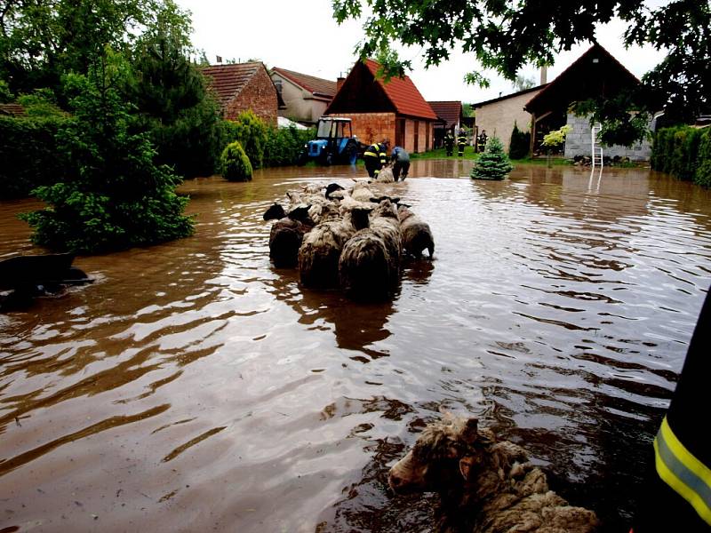 Záchrana ovcí a jehňat v Pamětníku u Chlumce nad Cidlinou.