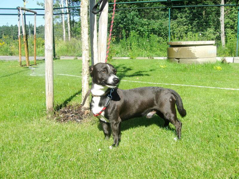 Kříženec: jméno: Šmudla, pohlaví: pes, věk: 1,5 roku, barva: černá s bílou náprsenkou, velikost v kohoutku: 35 cm. Temperamentní, mírně nedůvěřivý kříženec menšího vzrůstu. Je vhodný k domku se zahradou.