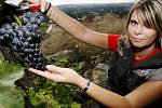 I majitel několika stovek keřů vinné révy má s jejím pěstováním a výrobou vína spoustu práce a starostí, byť radosti samozřejmě převažují