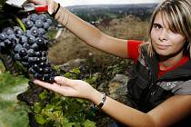 I majitel několika stovek keřů vinné révy má s jejím pěstováním a výrobou vína spoustu práce a starostí, byť radosti samozřejmě převažují