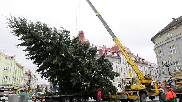 Douglaska Tisolistá letos navodí slavnostní atmosféru v centru Hradce Králové. Zdejší technické služby ji 23. listopadu uřízly a následně vztyčily na Masarykově náměstí, kde zůstane až do Tří králů.