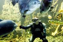 Mezi největší atrakce Obřího akvária patří čtvrteční krmení ryb.