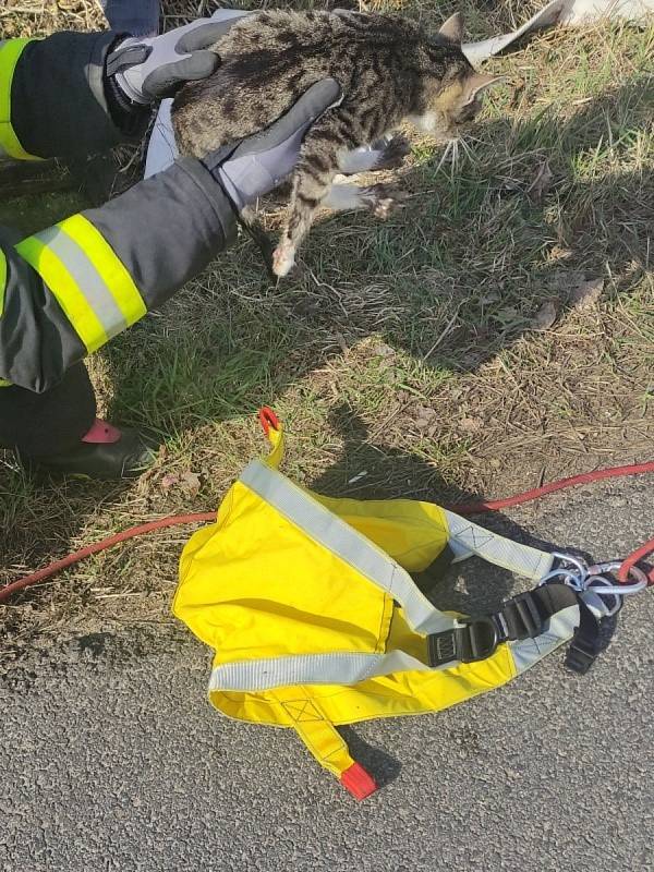 Ve Svatojánském Újezdu u Lázní Bohdaneč spadlo kotě do kanálového otvoru.