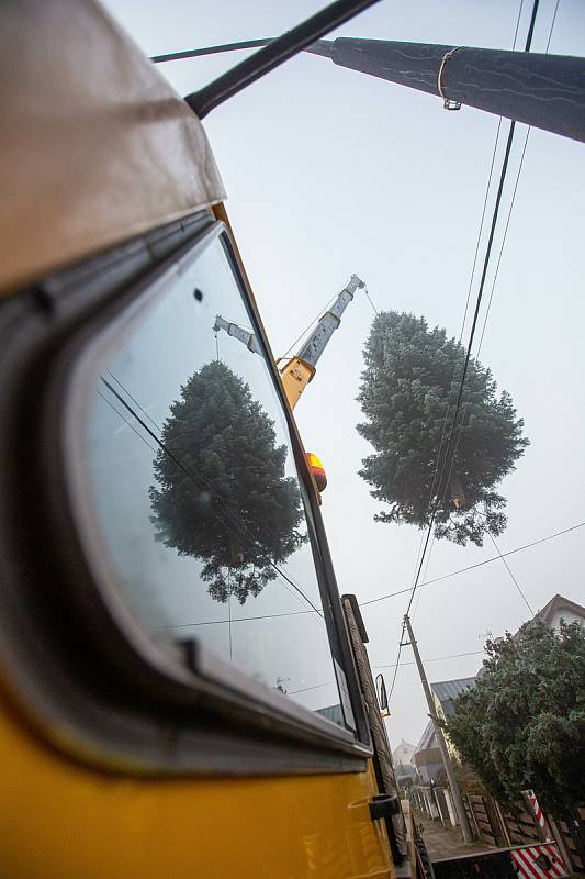 Kácení a převoz vánočního stormu na náměsti v Hradci Králové