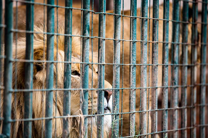 V Bioparku ve Štítu na Hradecku se narodila čtyřčata lva jihoafrického. Páru lvů narozených v roce 2014 Maxovi a Kikině se narodily dvě holky a dva kluci.
