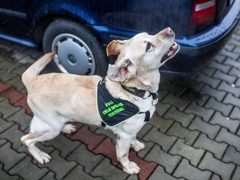 Max - zlatý labradorský retrívr celníků odcházející do důchodu.