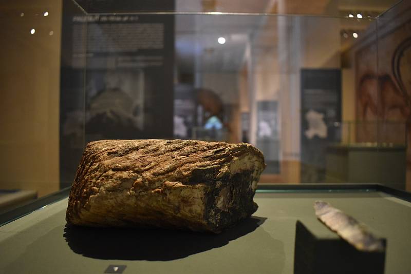Stolička mamuta a hrot jednoho z oštěpů, které zvíře zabily. Nález ze dnes královéhradeckých Svobodných Dvorů.