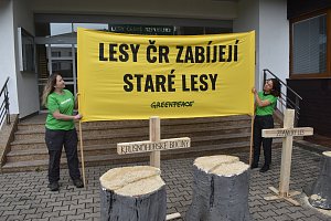 Před vchod do sídla Lesů ČR rozmístili aktivisté pařezy a transparenty. Varují tak před nadměrným kácením starých lesů.