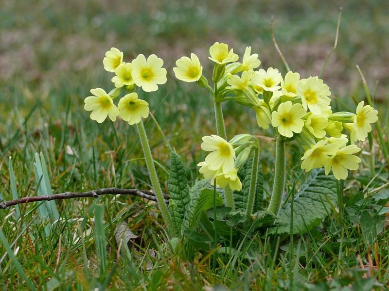 Prvosenka jarní, petrklíč