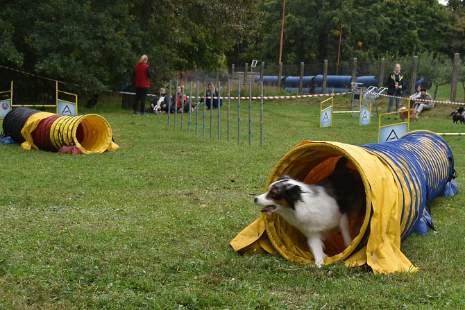 Desítky nepapírových psů soutěžily v Hradci Králové.