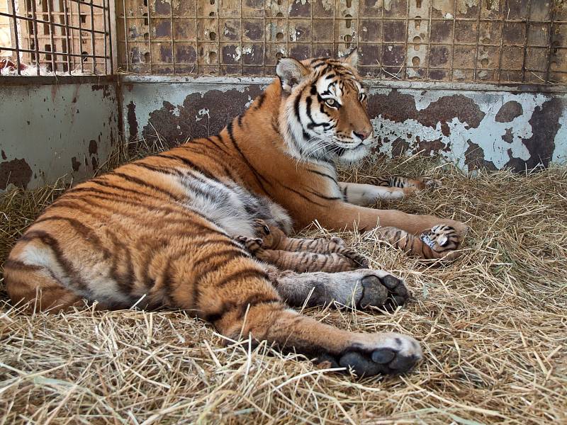 Cirkus Jo-Joo opět zavítal do Hradce