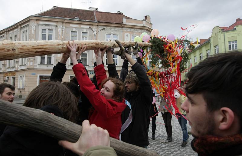 Vztyčení májky na hradeckém Masarykově náměstí v rámci studentských oslav.
