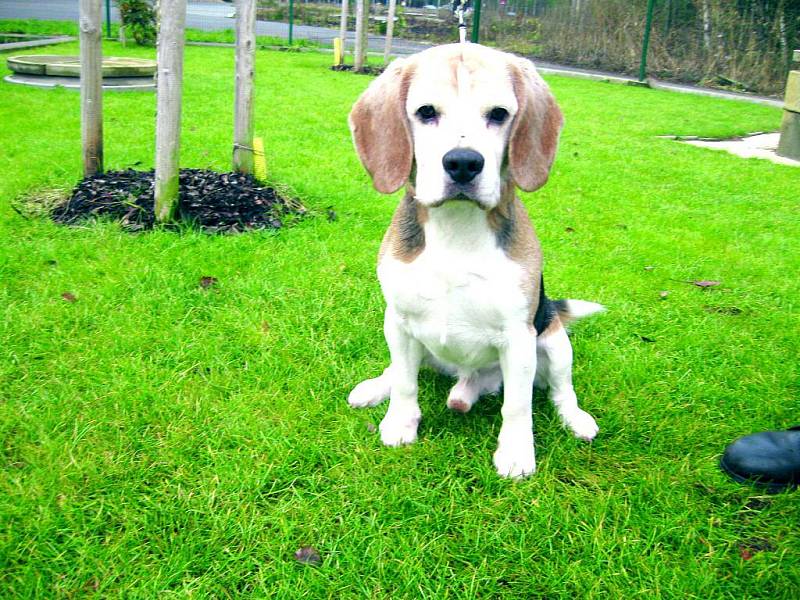 Beagle: jméno: Fido, pohlaví: pes, věk: 5 let, barva: hnědošedobílá, velikost v kohoutku 40 cm. Temperamentní, přátelské povahy, patří mezi lovecká plemena. Potřebuje mnoho pohybu, je čistotný. Není vhodný k trvalému chovu venku.