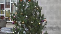 Základní škola Pouchov rozsvítila vánoční strom