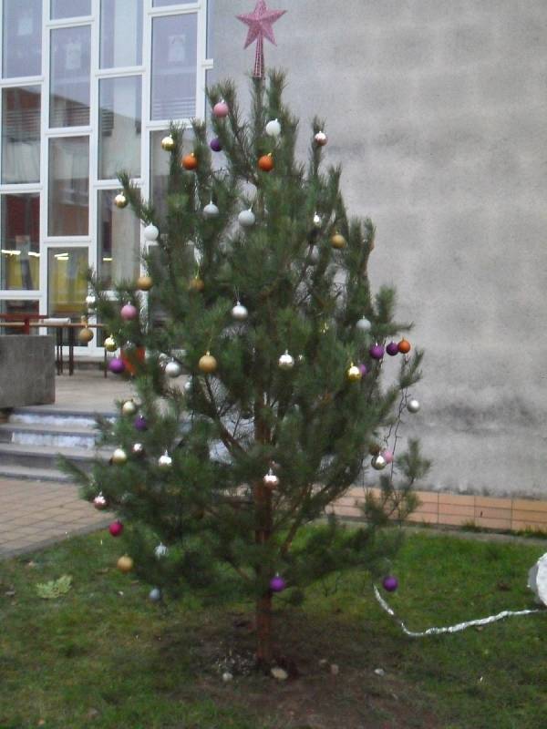 Základní škola Pouchov rozsvítila vánoční strom