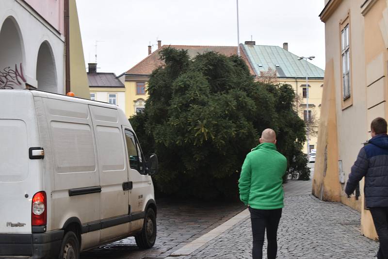 Na Velké náměstí doputoval dopoledne smrk ztepilý z městských lesů.