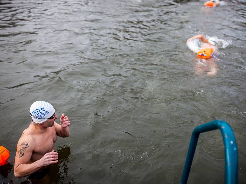 River Labe Ice Swim v Hradci Králové.