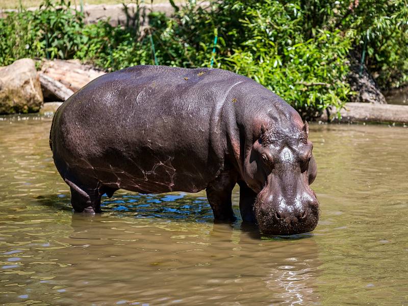 V jezírku u výběhů v Safariparku Dvůr Králové na Labem lze vidět tři hrochy. Jedná se o dvě samice a 33letého samce jménem Mike, který do české zoo přicestoval loni v říjnu z německého Stuttgartu.