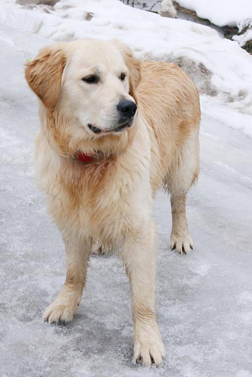 Zlatý retriever: Bret