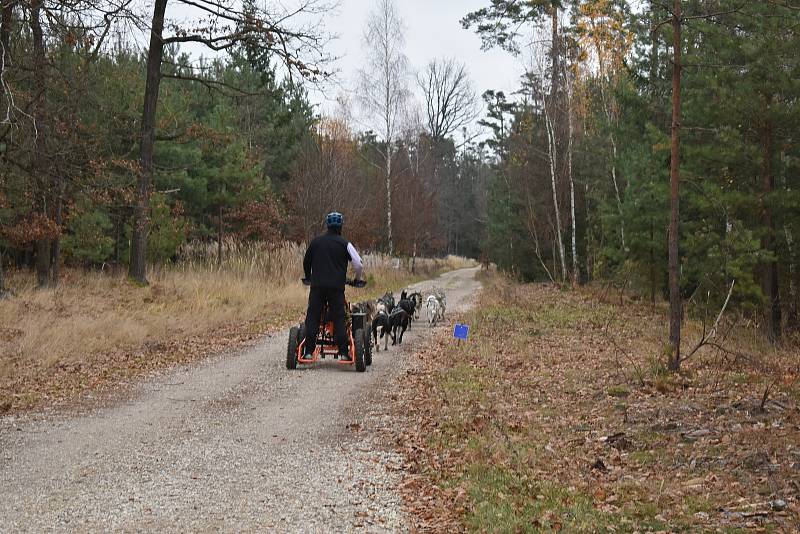 Milovníkům psích spřežení patřil tento víkend v královéhradeckých městských lesích.