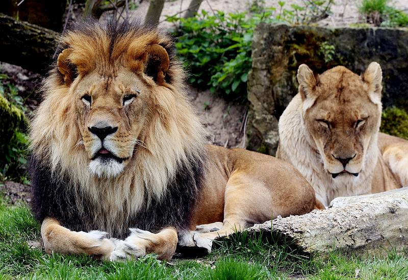 Zoo ve Dvoře Králové nad Labem