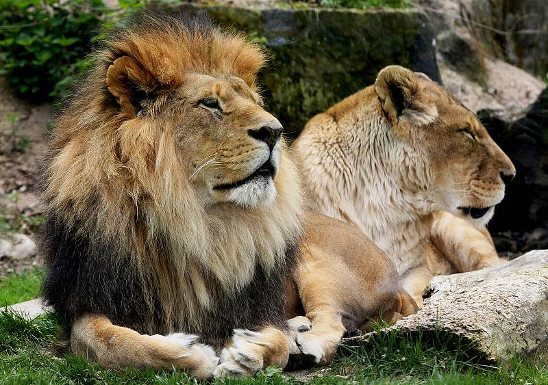 Zoo ve Dvoře Králové nad Labem