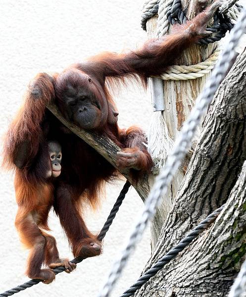 Zoo ve Dvoře Králové nad Labem