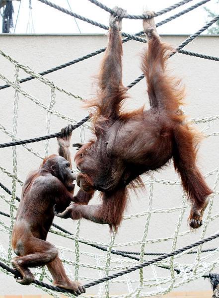 Zoo ve Dvoře Králové nad Labem