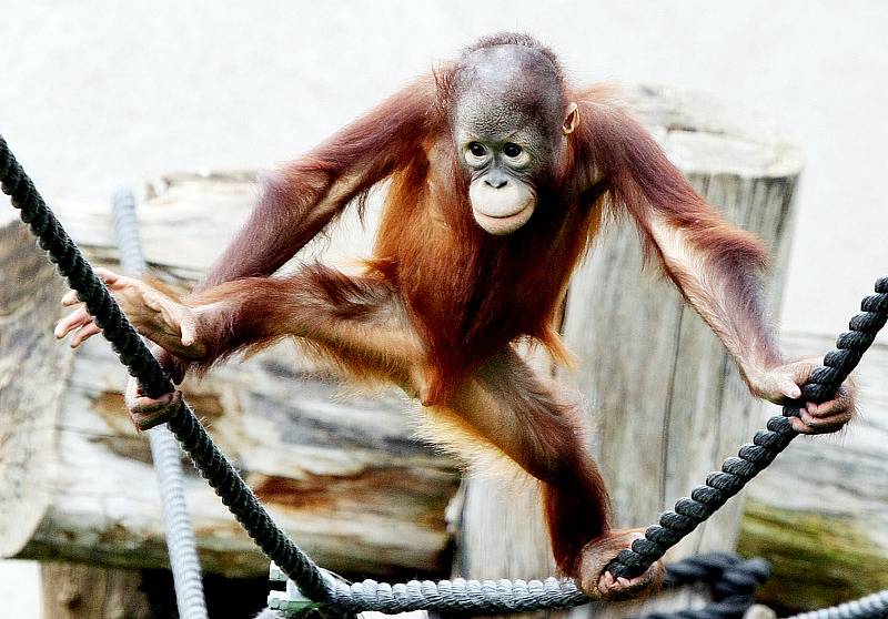 Zoo ve Dvoře Králové nad Labem