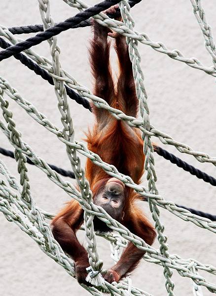 Zoo ve Dvoře Králové nad Labem