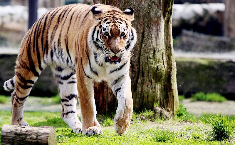 Zoo ve Dvoře Králové nad Labem