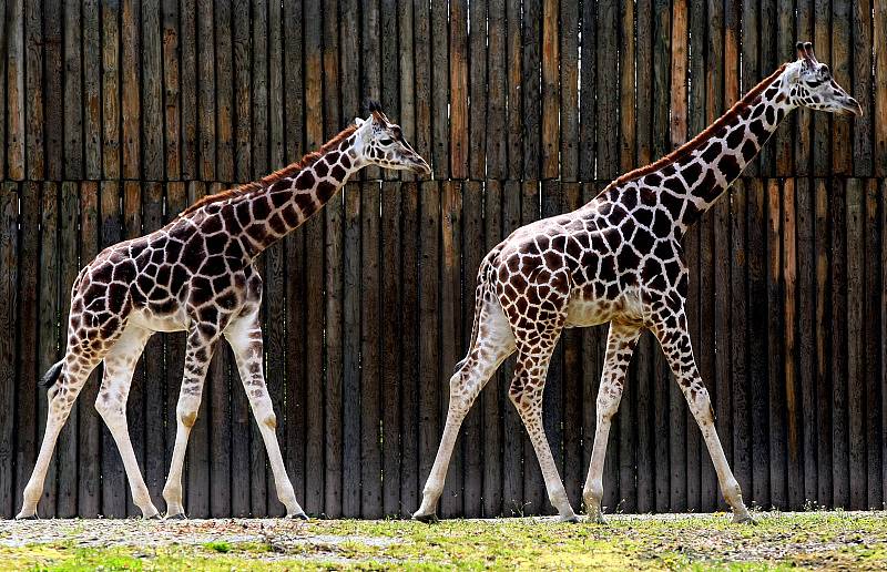 Zoo ve Dvoře Králové nad Labem