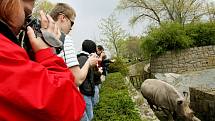 Zoo ve Dvoře Králové nad Labem