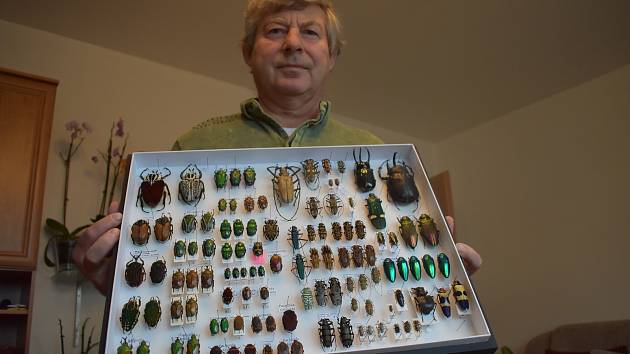 Vladimír Kubík má ve své sbírce sedm tisíc druhů brouků.