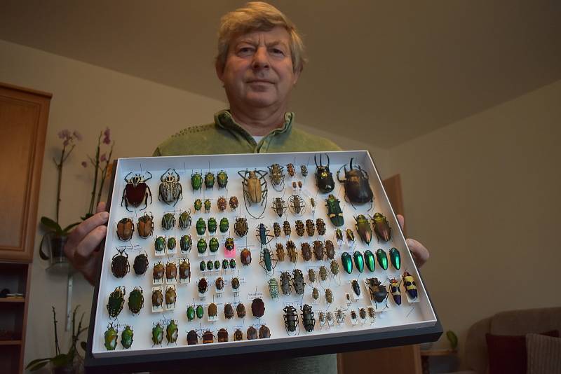 Vladimír Kubík má ve své sbírce sedm tisíc druhů brouků.