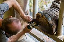 Ošetřovatelé v zoologické zahradě ve Dvoře Králové nad Labem prováděli slonům pedikúru. S pomocí elektrické brusky, koňského kopytního nože nebo rašple odstranili přerostlá kopyta a kůži. Pedikúru chodidel sloni podstupují každé tři měsíce.