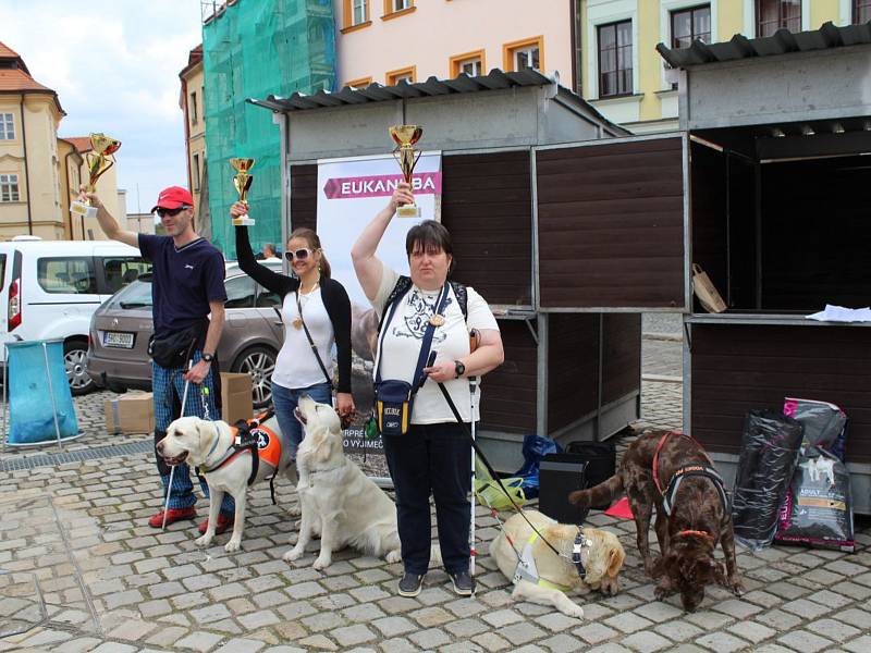 Mistrovství České republiky vodicích psů v Hradci Králové.