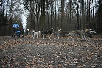 Milovníkům psích spřežení patřil tento víkend v královéhradeckých městských lesích.