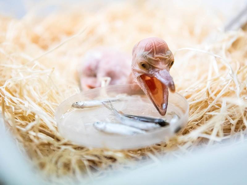 Mláďata pelikánů bílých v královédvorské zoologické zahradě.